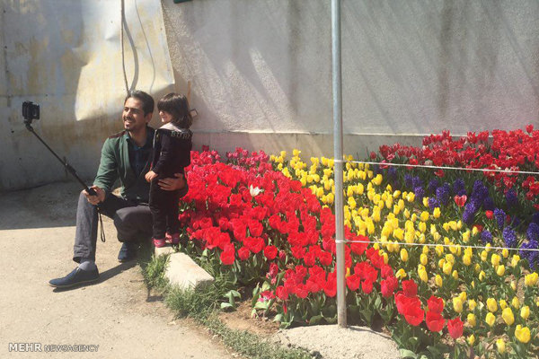 خیابانی با ۳۰ هزار گل لاله در تهران