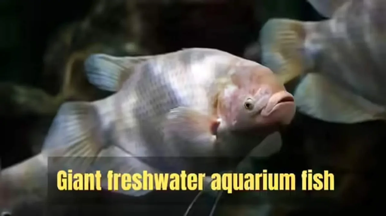 ۶ ماهی زیبا اما چالشبرانگیز برای آکواریومداران حرفهای ۶ ماهی زیبا اما چالشبرانگیز برای آکواریومداران حرفهای