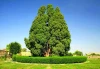 سرو ابرکوه ۴ هزارساله؛ نماد کهنسالی طبیعت ایران فراتر از عمر ۲۵۰ ساله آمریکا